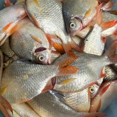 Cá he đỏ