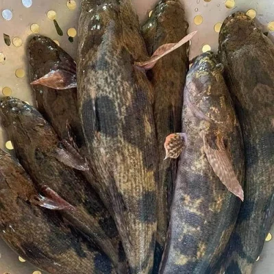 Cá bống tượng