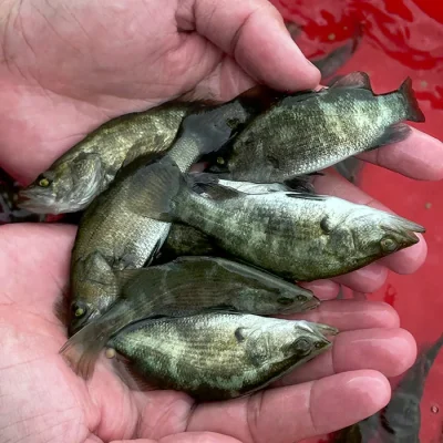 Cá chẽm giống (100 con/kg)
