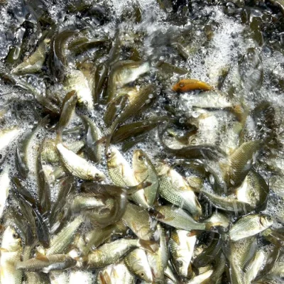 Cá chép giống