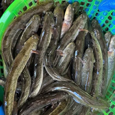 Cá kèo