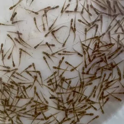 Cá kèo giống (30000 con/kg)