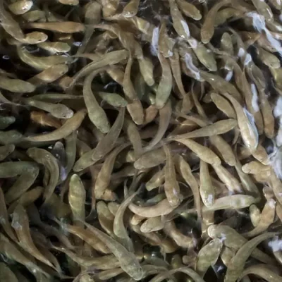 Cá lóc giống (30.000 con/kg)
