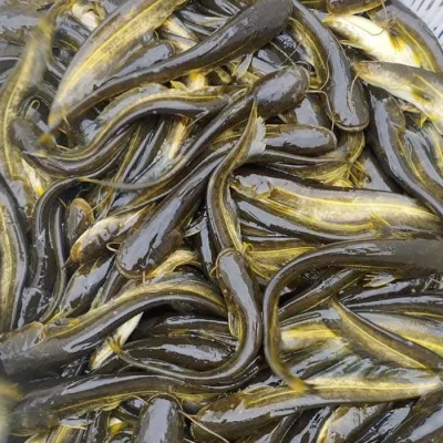 Cá nheo giống