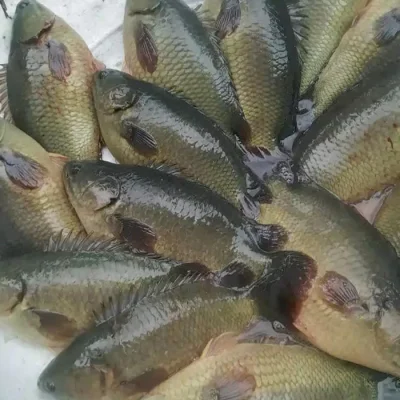 Cá rô đầu nhím tại ao