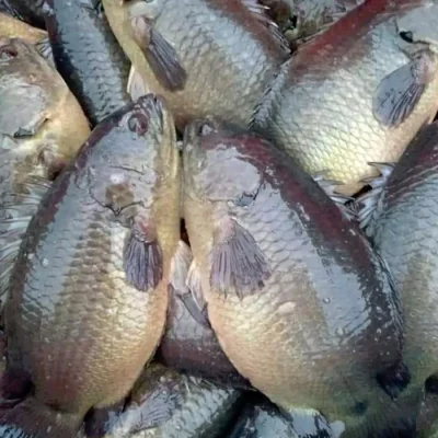 Cá rô đầu vuông tại ao