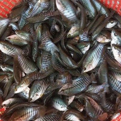 Cá sặc rằn giống