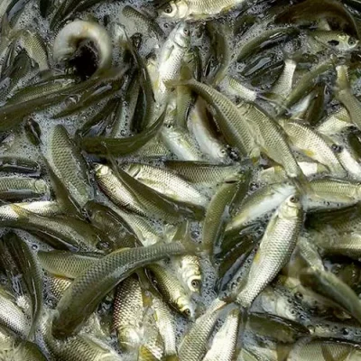 Cá trắm cỏ giống