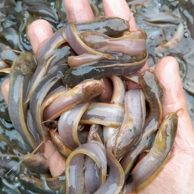 Cá trê vàng giống