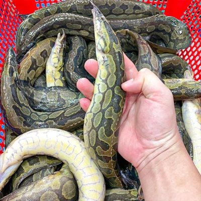 Các chạch lấu