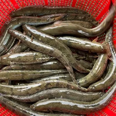 Cá kèo size 40 con/Kg
