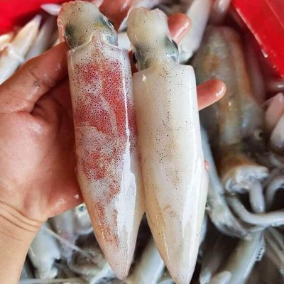 Mực ống 17-24 con/1kg