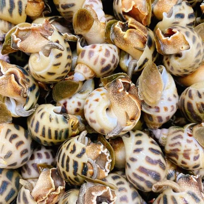 Ốc hương 50 con/kg