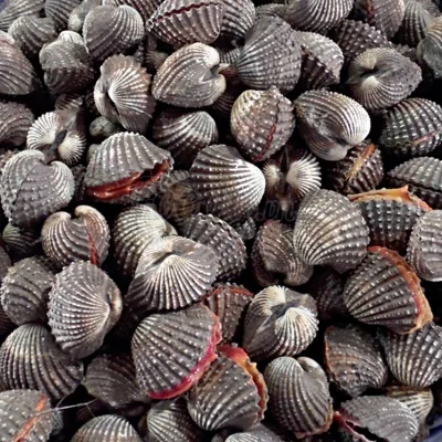 Sò huyết