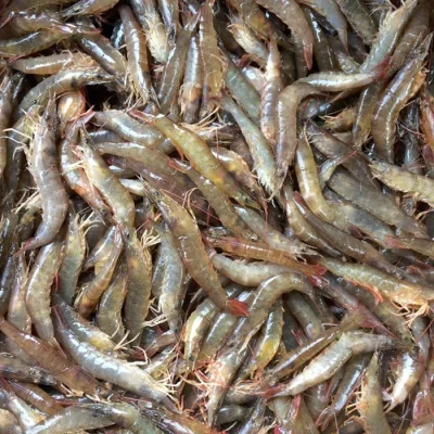 Tôm đất loại 1