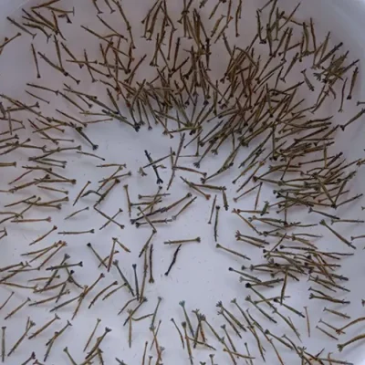 Tôm Sú giống PL15