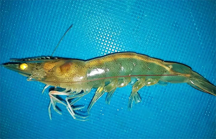 Phân trắng ở tôm thẻ chân trắng