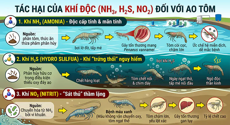 Tác hại của khi độc đối với ao tôm