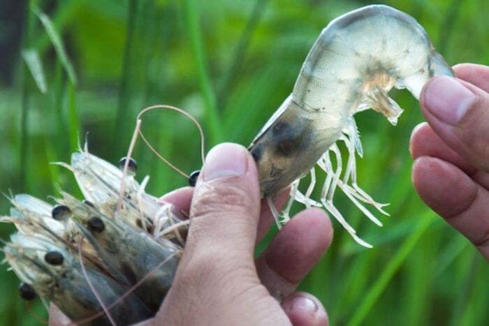 Tôm bị gan và đường ruột