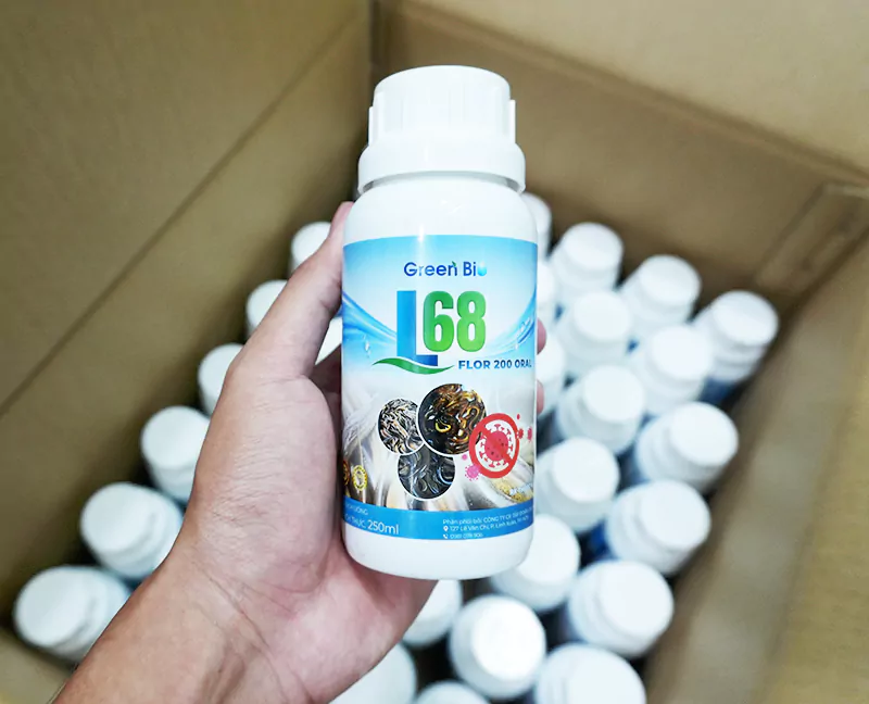 L68 đặc trị bệnh xuất huyết và đốm đỏ trên lươn L68 đặc trị bệnh xuất huyết và đốm đỏ trên lươn