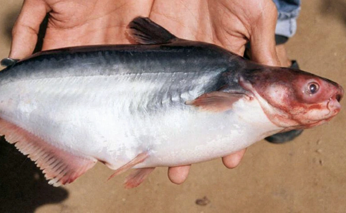 Bệnh xuất huyết trên cá tra