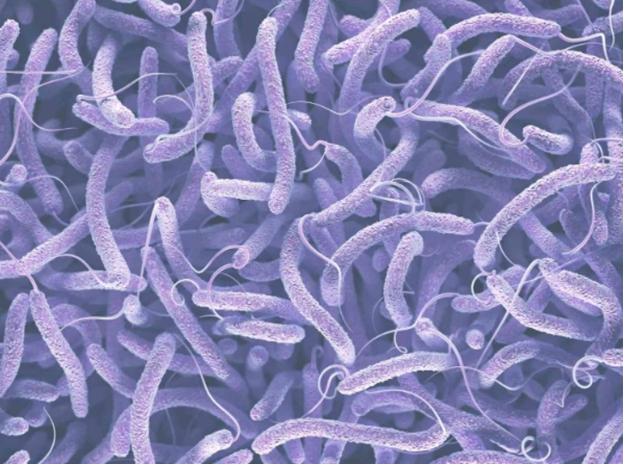 Vi khuẩn Vibrio