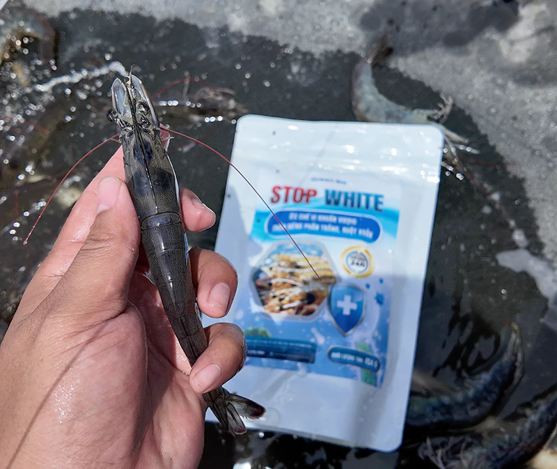 Stop White giúp đẩy lùi các bệnh đường ruột ở tôm